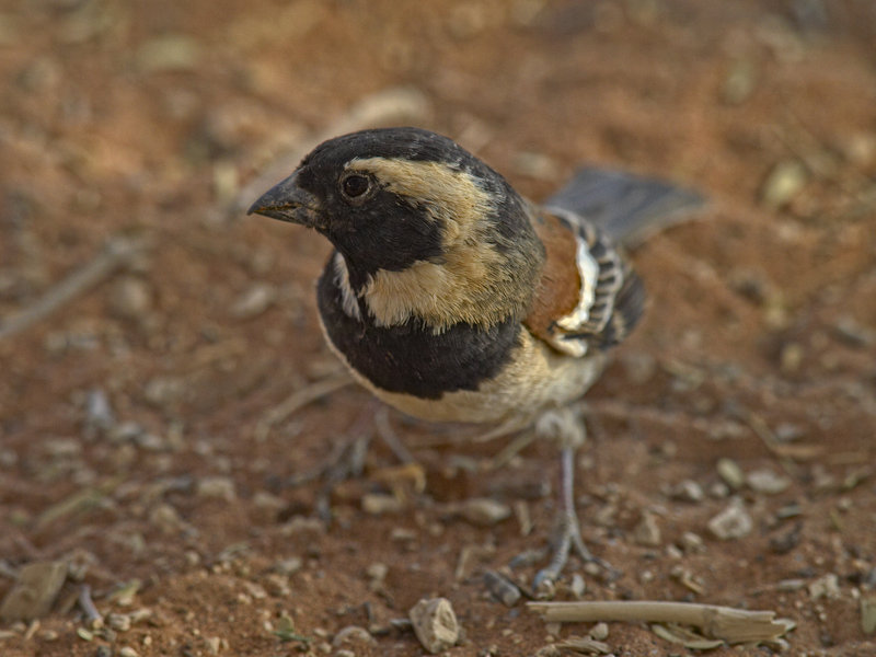 Sossusvlei, Weaver Bird